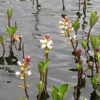 Menyanthes trifoliata