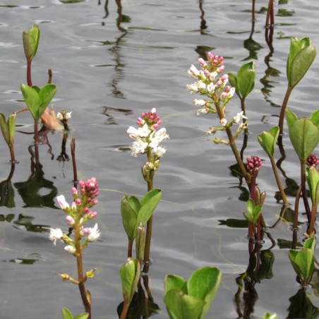 Menyanthes trifoliata