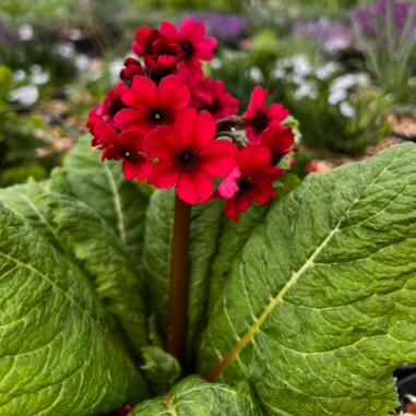 Primula japonica 'Miller's Crimson'