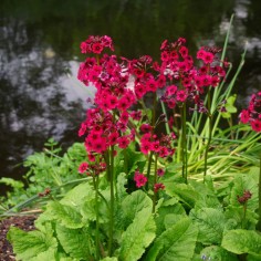 Primula japonica 'Miller's Crimson' 2