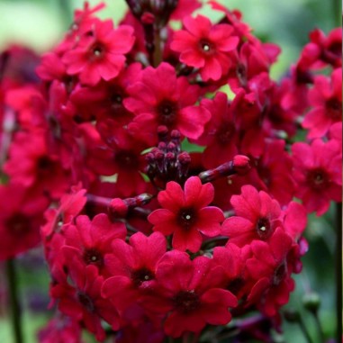 Primula japonica 'Miller's Crimson'