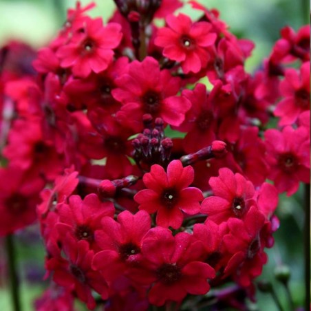 Primula japonica 'Miller's Crimson'