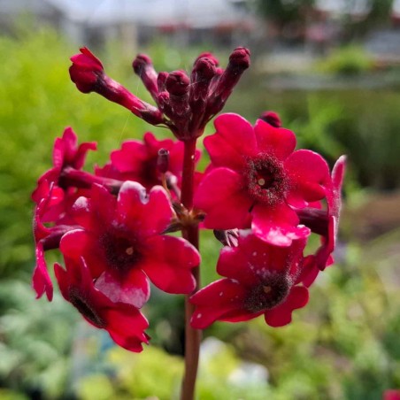 Primula japonica 'Miller's Crimson'