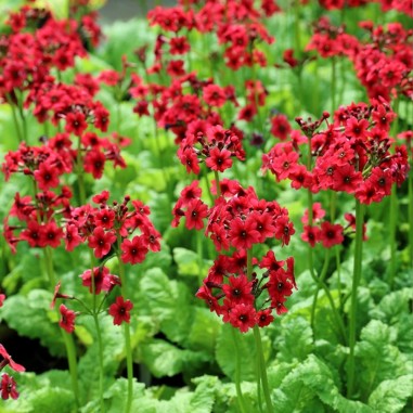 Primula japonica 'Miller's Crimson'