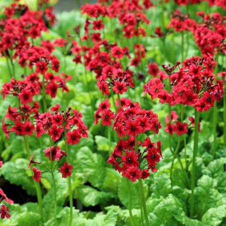 Primula japonica 'Miller's Crimson'