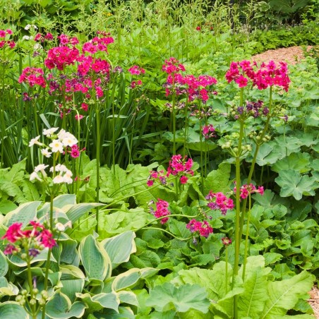 Primula japonica 'Miller's Crimson'