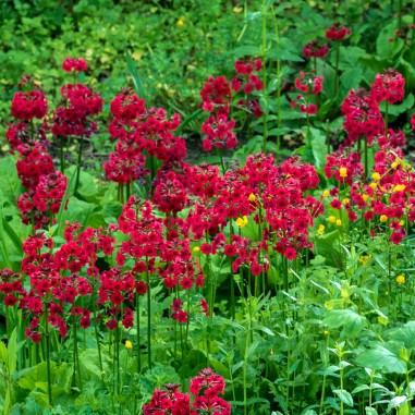Primula japonica 'Miller's Crimson'