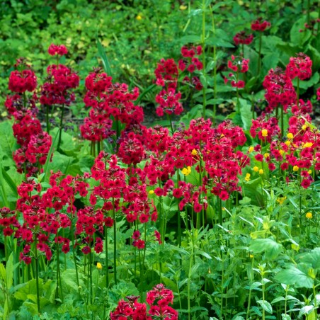 Primula japonica 'Miller's Crimson'