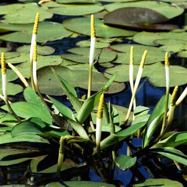 Orontium aquaticum (Clava d'oro)