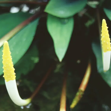 Orontium aquaticum (Clava d'oro)