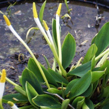 Orontium aquaticum (Clava d'oro)