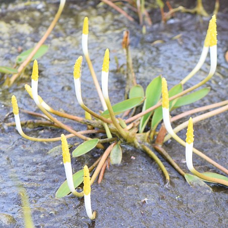 Orontium aquaticum (Clava d'oro)