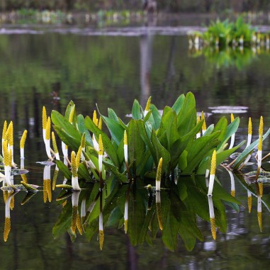 Orontium aquaticum (Clava d'oro)