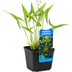 Sagittaria sagittifolia (Arrowhead)
