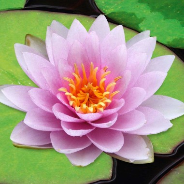 Nymphaea 'Hollandia Pink' (Medium Pink Water Lily)