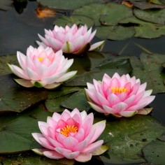 Nymphaea 'Hollandia Pink' (Medium Pink Water Lily) 2
