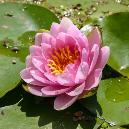 Nymphaea 'Hollandia Pink' (Medium Pink Water Lily)