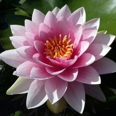 Nymphaea 'Hollandia Pink' (Medium Pink Water Lily)