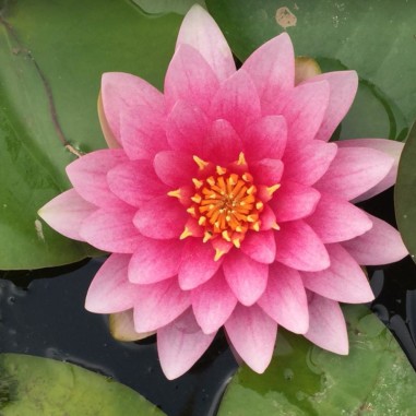 Nymphaea 'Hollandia Pink' (Medium Pink Water Lily)