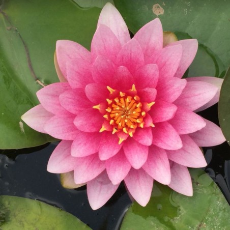 Nymphaea 'Hollandia Pink' (Medium Pink Water Lily)