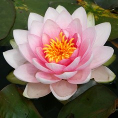 Nymphaea 'Hollandia Pink' (Medium Pink Water Lily)