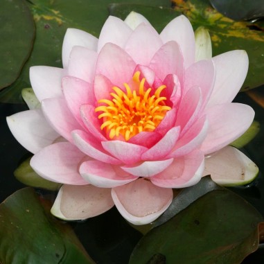 Nymphaea 'Hollandia Pink' (Medium Pink Water Lily)