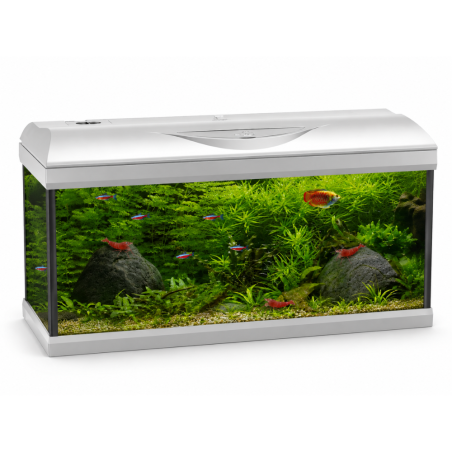 Amtra Basic LED 80 Bianco - Acquario con filtro e illuminazione 85L cm80×30×47h