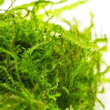 Peacock moss (coda di pavone) - muschio in vitro