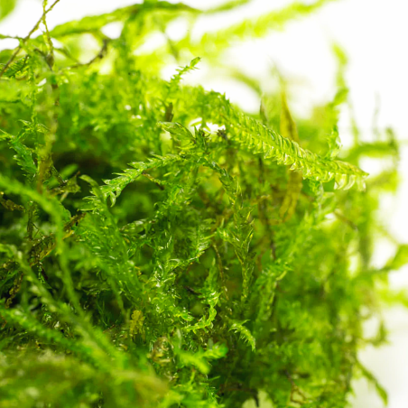 Peacock moss (coda di pavone) - muschio in vitro