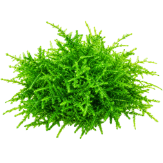 Peacock moss (coda di pavone) - muschio in vitro