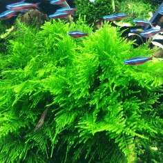 Peacock moss (coda di pavone) - muschio in vitro 2