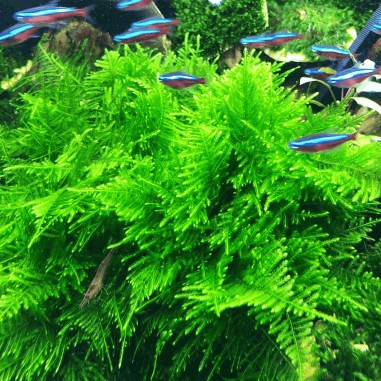 Peacock moss (coda di pavone) - muschio in vitro