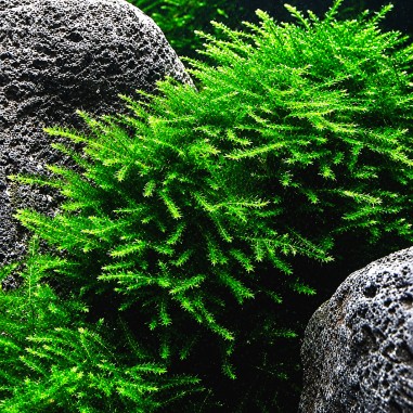 Peacock moss (coda di pavone) - muschio in vitro