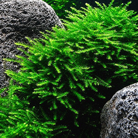 Peacock moss (coda di pavone) - muschio in vitro