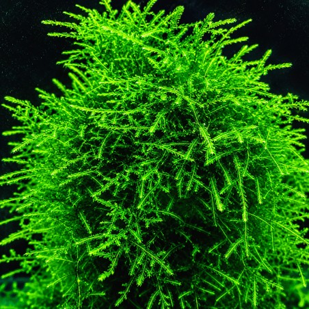 Peacock moss (coda di pavone) - muschio in vitro