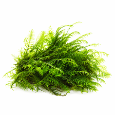 Phoenix moss (Fissidens fontanus) - muschio in porzione