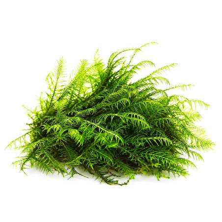 Phoenix moss (Fissidens fontanus) - muschio in porzione