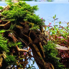 Phoenix moss (Fissidens fontanus) - muschio in porzione 2