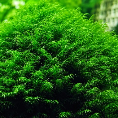 Phoenix moss (Fissidens fontanus) - muschio in porzione