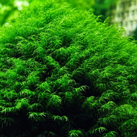 Phoenix moss (Fissidens fontanus) - muschio in porzione