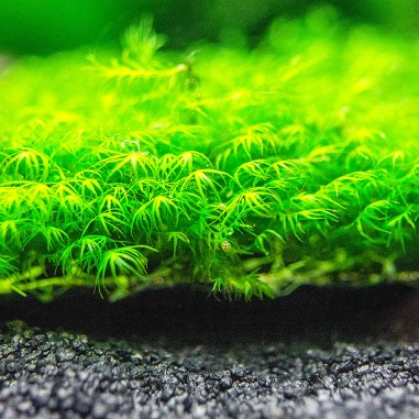Phoenix moss (Fissidens fontanus) - muschio in porzione