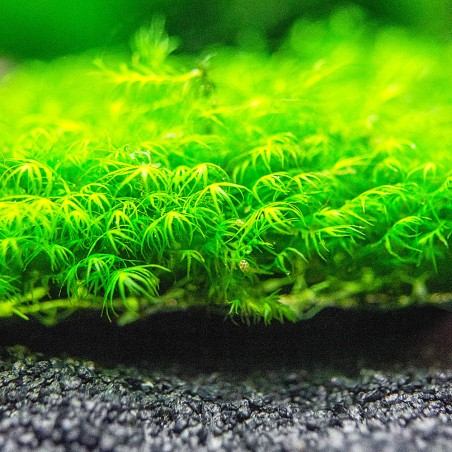 Phoenix moss (Fissidens fontanus) - muschio in porzione