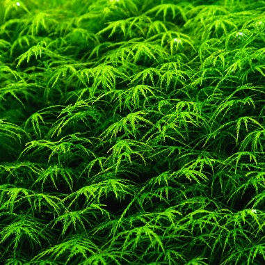 Phoenix moss (Fissidens fontanus) - muschio in porzione