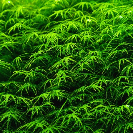 Phoenix moss (Fissidens fontanus) - muschio in porzione
