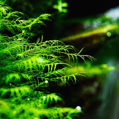 Phoenix moss (Fissidens fontanus) - muschio in porzione