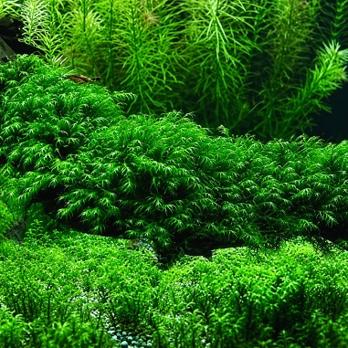 Phoenix moss (Fissidens fontanus) - muschio in porzione