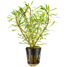 Ludwigia sp. 'White'