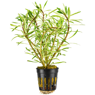 Ludwigia sp. 'White'