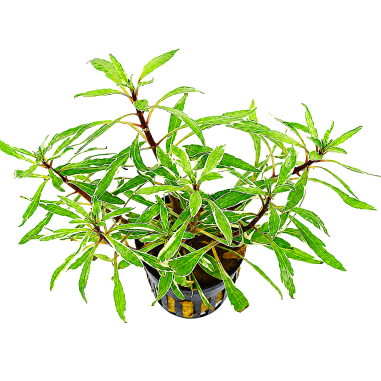 Ludwigia sp. 'White'