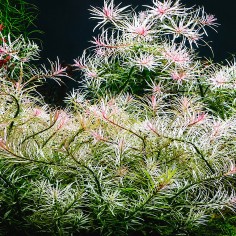 Ludwigia sp. 'White' 2